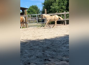 American Quarter Horse, Hengst, Fohlen (05/2026), 152 cm, Palomino