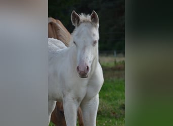 American Quarter Horse, Hengst, Fohlen (07/2025), 152 cm, Perlino