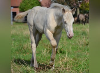 American Quarter Horse, Hengst, Fohlen (07/2025), 152 cm, Perlino