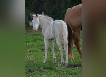 American Quarter Horse, Hengst, Fohlen (07/2025), 152 cm, Perlino