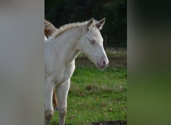 American Quarter Horse, Hengst, Fohlen (07/2025), 152 cm, Perlino
