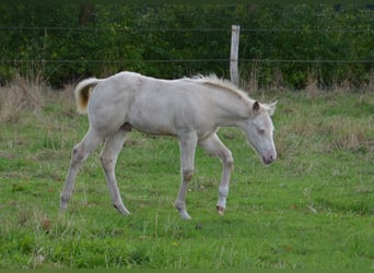 American Quarter Horse, Hengst, Fohlen (07/2025), 152 cm, Perlino