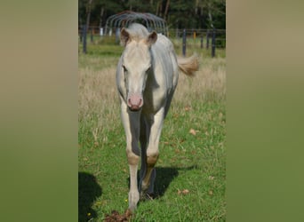 American Quarter Horse, Hengst, Fohlen (07/2025), 152 cm, Perlino
