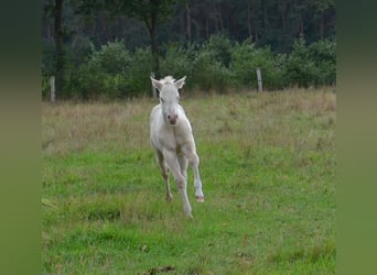 American Quarter Horse, Hengst, Fohlen (07/2025), 152 cm, Perlino