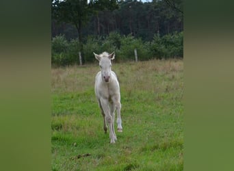 American Quarter Horse, Hengst, Fohlen (07/2025), 152 cm, Perlino