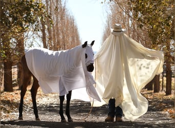 American Quarter Horse, Hengst, Fohlen (04/2023), 152 cm, Roan-Bay