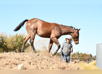 American Quarter Horse, Hengst, Fohlen (04/2023), 152 cm, Roan-Bay