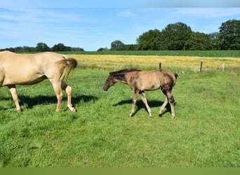 American Quarter Horse, Hengst, Fohlen (03/2026), 153 cm, Buckskin