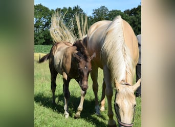 American Quarter Horse, Hengst, Fohlen (03/2026), 153 cm, Buckskin