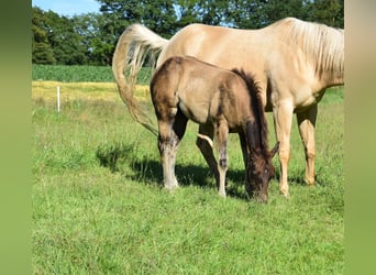 American Quarter Horse, Hengst, Fohlen (03/2026), 153 cm, Buckskin