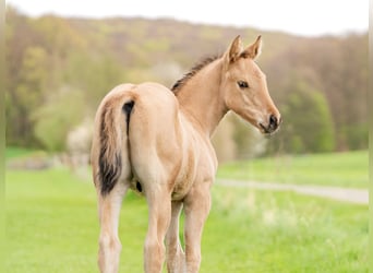 American Quarter Horse, Hengst, Fohlen (02/2024), 153 cm, Buckskin