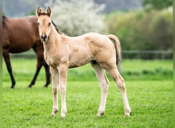 American Quarter Horse, Hengst, Fohlen (02/2024), 153 cm, Buckskin