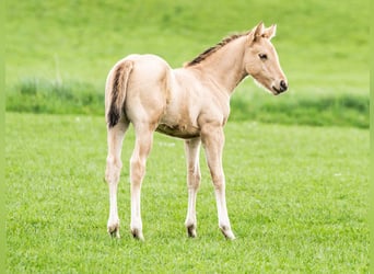 American Quarter Horse, Hengst, Fohlen (02/2024), 153 cm, Buckskin