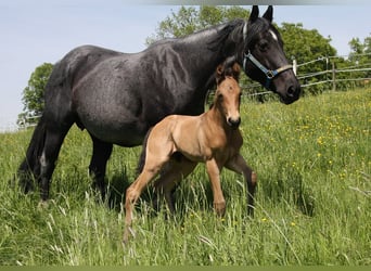 American Quarter Horse, Hengst, Fohlen (05/2024), 153 cm, Buckskin