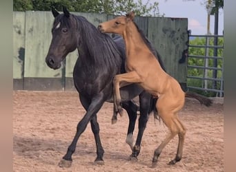 American Quarter Horse, Hengst, Fohlen (05/2024), 153 cm, Buckskin