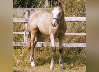 American Quarter Horse, Hengst, Fohlen (05/2024), 153 cm, Buckskin