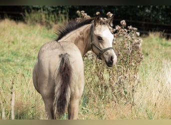 American Quarter Horse, Hengst, Fohlen (05/2024), 153 cm, Buckskin