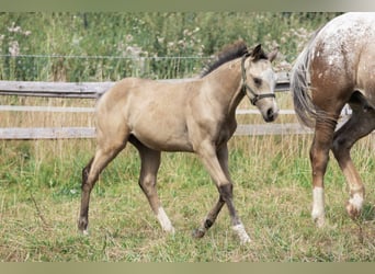 American Quarter Horse, Hengst, Fohlen (05/2024), 153 cm, Buckskin