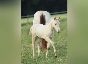 American Quarter Horse, Hengst, Fohlen (03/2025), 153 cm, Champagne