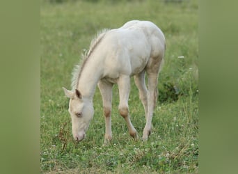American Quarter Horse, Hengst, Fohlen (03/2025), 153 cm, Champagne