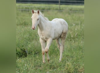 American Quarter Horse, Hengst, Fohlen (03/2025), 153 cm, Champagne