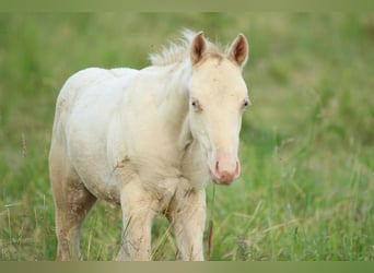 American Quarter Horse, Hengst, Fohlen (03/2025), 153 cm, Champagne