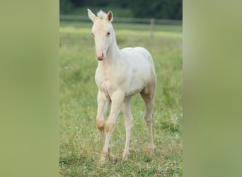 American Quarter Horse, Hengst, Fohlen (03/2025), 153 cm, Champagne