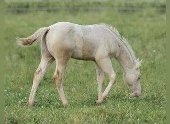 American Quarter Horse, Hengst, Fohlen (03/2025), 153 cm, Champagne