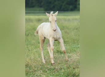 American Quarter Horse, Hengst, Fohlen (03/2025), 153 cm, Champagne