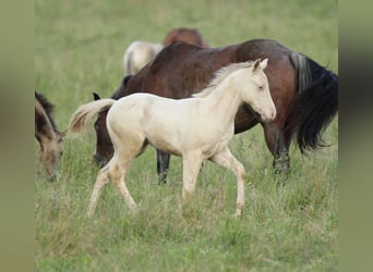 American Quarter Horse, Hengst, Fohlen (03/2025), 153 cm, Champagne