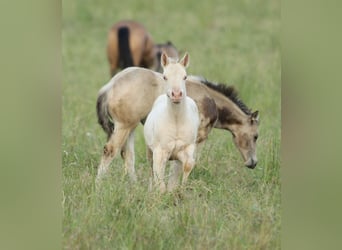 American Quarter Horse, Hengst, Fohlen (03/2025), 153 cm, Champagne