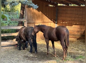 American Quarter Horse, Hengst, Fohlen (03/2025), 153 cm, Dunkelfuchs
