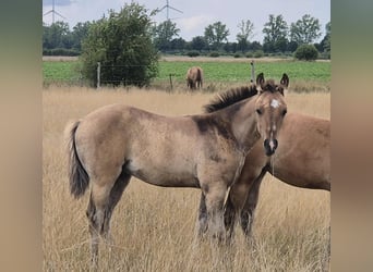 American Quarter Horse, Hengst, Fohlen (05/2025), 153 cm, Falbe