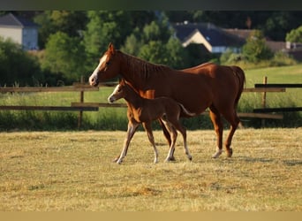 American Quarter Horse, Hengst, Fohlen (05/2023), 153 cm, Fuchs