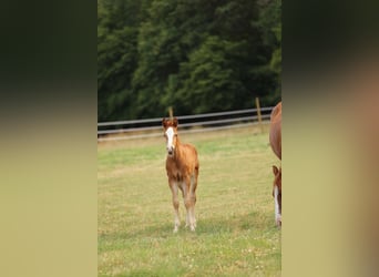 American Quarter Horse, Hengst, Fohlen (05/2023), 153 cm, Fuchs