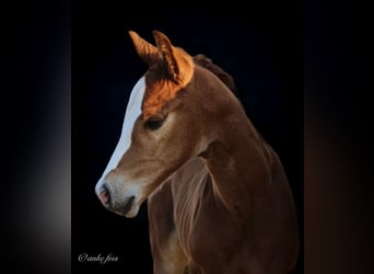 American Quarter Horse, Hengst, Fohlen (05/2023), 153 cm, Fuchs