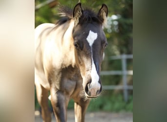 American Quarter Horse, Hengst, Fohlen (05/2023), 153 cm, Grullo