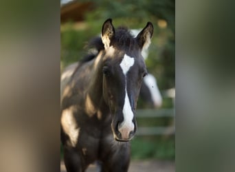 American Quarter Horse, Hengst, Fohlen (05/2023), 153 cm, Grullo