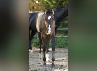 American Quarter Horse, Hengst, Fohlen (05/2023), 153 cm, Grullo