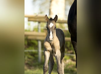 American Quarter Horse, Hengst, Fohlen (05/2023), 153 cm, Grullo