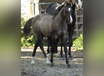 American Quarter Horse, Hengst, Fohlen (05/2023), 153 cm, Grullo