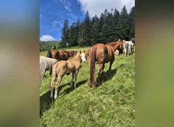 American Quarter Horse, Hengst, Fohlen (05/2026), 153 cm, Palomino