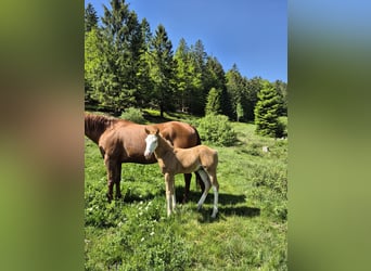 American Quarter Horse, Hengst, Fohlen (05/2026), 153 cm, Palomino
