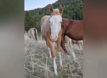 American Quarter Horse, Hengst, Fohlen (05/2026), 153 cm, Palomino