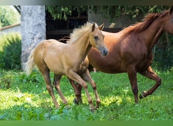 American Quarter Horse, Hengst, Fohlen (04/2025), 153 cm, Palomino