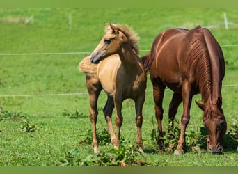 American Quarter Horse, Hengst, Fohlen (04/2025), 153 cm, Palomino