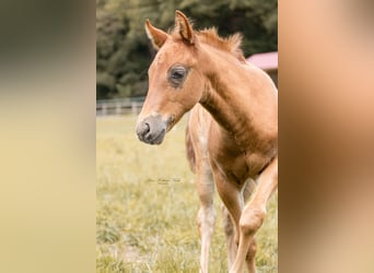 American Quarter Horse, Hengst, , 153 cm