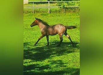 American Quarter Horse, Hengst, Fohlen (03/2026), 153 cm, Roan-Bay