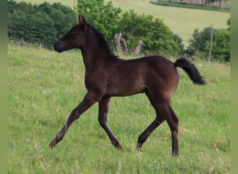 American Quarter Horse, Hengst, Fohlen (04/2024), 153 cm, Roan-Blue