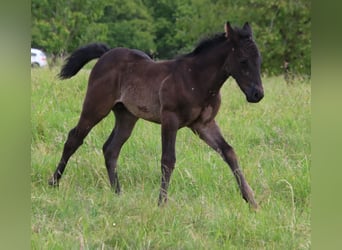 American Quarter Horse, Hengst, Fohlen (04/2024), 153 cm, Roan-Blue